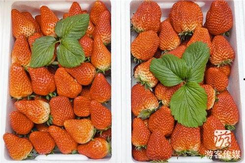 草莓国产在线,品味本土鲜甜，共筑绿色食尚
